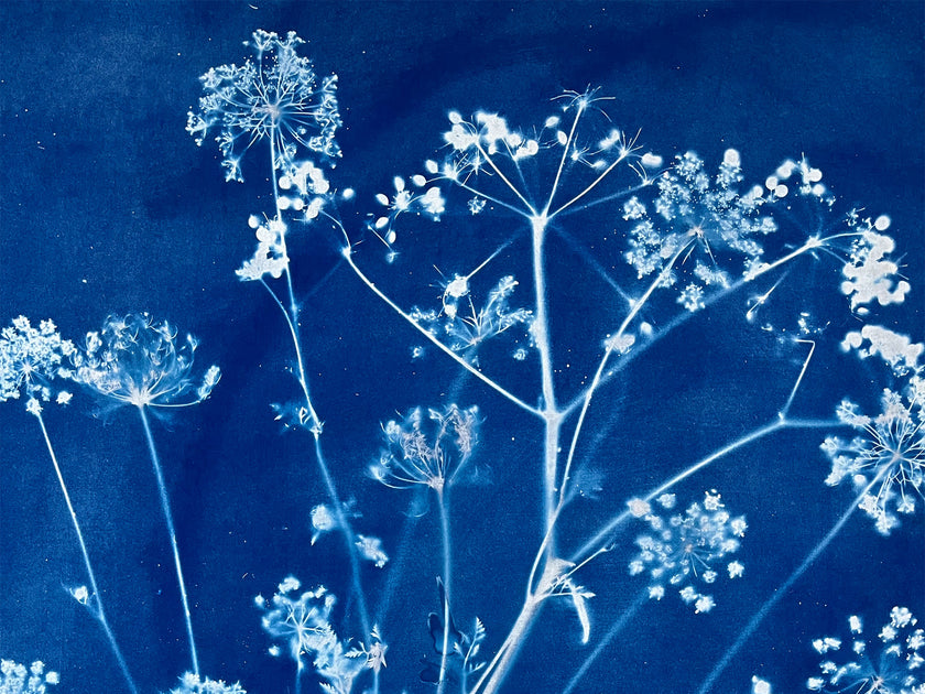 Botanical Cyanotype Workshop — Paper